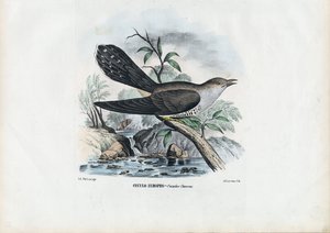 Coucou Commun, 1863-79